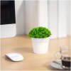 Afbeelding van Kunstplantdecoratie - in pot - 12 x 13 cm 1 Stuks [11822] - 01 11822 web
