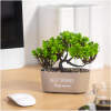 Afbeelding van Kunstplant decoratie - bonsai - 19 x 13 cm - 4 soorten 1 Stuks [11825] - 01 11825 web 2