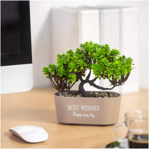 Afbeelding van Kunstplant decoratie - bonsai - 19 x 13 cm - 4 soorten 1 Stuks [11825] - 01 11825 web 2