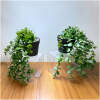 Afbeelding van Kunstplantdecoratie - in pot, loper - 16 x 26 cm 1 Stuks [11826] - 01 11826 web