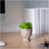 Afbeelding van Kunstmatige plantendecoratie - mensenhoofd - 9 x 14 cm - 4 soorten 1 Stuks [11850] - 01 11850 web