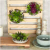 Afbeelding van Kunstplant decoratie - schaal - 15 x 10 cm - 3 soorten 1 Stuks [11852] - 01 11852 web