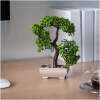Afbeelding van Kunstplant decoratie - bonsai - 10 x 22 cm 1 Stuks [11870] - 01 11870 web