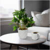 Afbeelding van Kunstplant decoratie - klimop - 20 x 9 cm 1 Stuks [11890B] - 01 11890B web