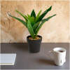 Afbeelding van Kunstplantendecoratie - groene saffraanboom - 20 x 8,5 cm 1 Stuks [11891A] - 01 11891A web