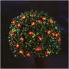 Afbeelding van Solar LED lichtsnoer - lieveheersbeestje - 2,4 m - 25 LED - warm wit 1 Stuks [58220B] - 01 58220B web