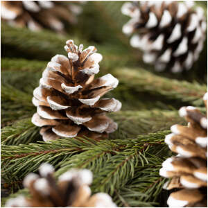 Afbeelding van Kerstdecoratie - kegel - 5 x 4,5 cm - 10 stuks / verpakking 1 Stuks [58544] - 01 58544 web