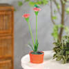 Afbeelding van Zonnekleurige bloem - 8 x 8 x 32 cm - 10 warmwitte LED's - rood 1 Stuks [11735B] - 02 11735B web