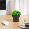 Afbeelding van Kunstplantdecoratie - in pot - 12 x 13 cm 1 Stuks [11822] - 02 11822 web