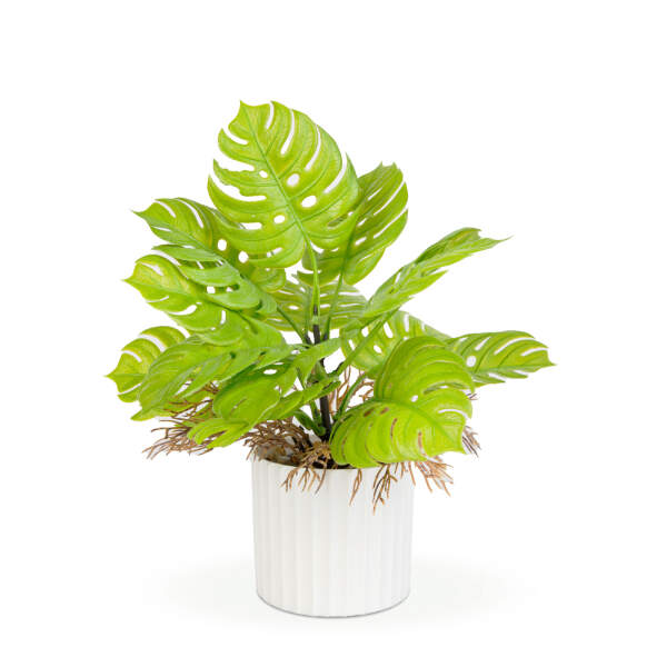 Afbeelding van Kunstplantdecoratie - Monstera - 22 x 8,5 cm 1 Stuks [11888] - 02 11888 web