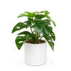 Afbeelding van Kunstplant decoratie - philodendron - groen - 20 x 8 cm 1 Stuks [11892A] - 02 11892A web