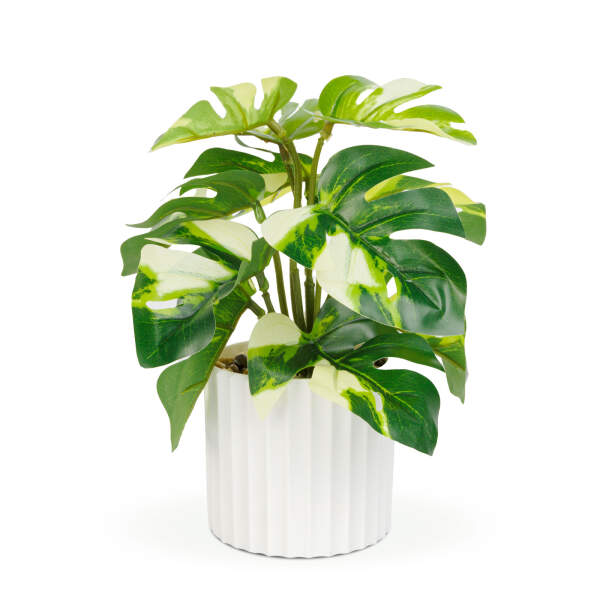 Afbeelding van Kunstplant decoratie - philodendron - groen/geel - 20 x 8 cm 1 Stuks [11892B] - 02 11892B web