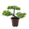 Afbeelding van Kunstplant decoratie - bonsaiboom - 25 x 9 cm 1 Stuks [11895] - 02 11895 web