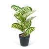 Afbeelding van Kunstplant decoratie - zebrablad - groen - 34 x 9 cm 1 Stuks [11896A] - 02 11896A web