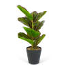 Afbeelding van Kunstplant decoratie - zebrablad - groen/zwart - 34 x 9 cm 1 Stuks [11896B] - 02 11896B web