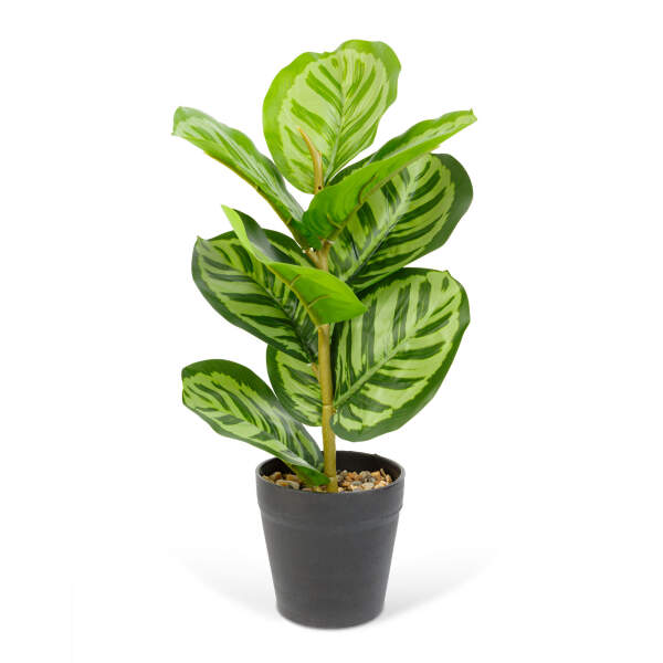 Afbeelding van Kunstplant Decoratie - Zebrablad - Groen - 34 x 9 cm 1 Stuks [11896D] - 02 11896D web