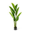 Afbeelding van Kunstplantdecoratie - Bananenbladboom - Groen - 1,6 m 1 Stuks [11905B] - 02 11905B web