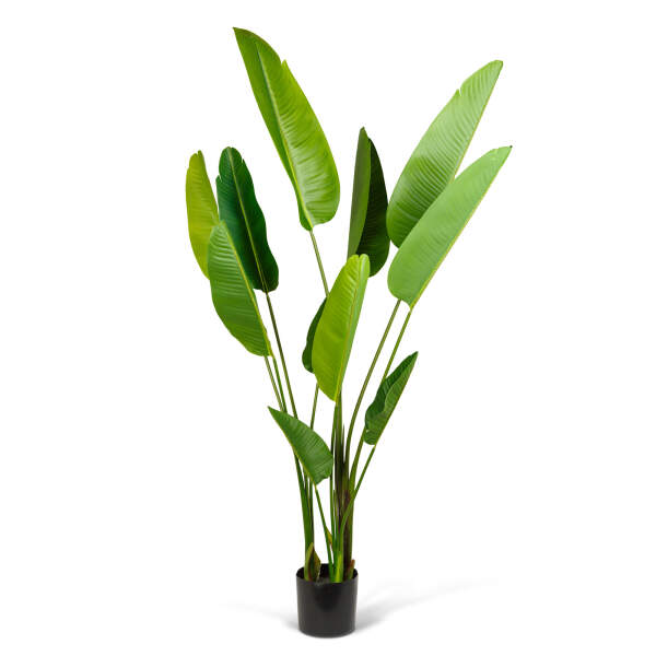 Afbeelding van Kunstplantdecoratie - Bananenbladboom - Groen - 1,9 m 1 Stuks [11905C] - 02 11905C web
