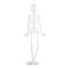 Afbeelding van Halloween fosforescerende decoratie - skelet - 90 x 40 cm 1 Stuks [56545B] - 02 56545B web
