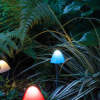 Afbeelding van LED-zonnelamp - 12 mini-paddenstoelen - veelkleurig - 28,5 cm x 4 cm 1 Stuks [11243B] - 03 11243B web