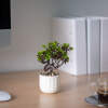 Afbeelding van Kunstplant decoratie - bonsai, bloempot - 12 x 17 cm - 4 soorten 1 Stuks [11860] - 04 11860 web