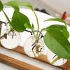 Afbeelding van Planten Vaasjes Terrarium Stekjes - Houder van hout met glas - Hydrocultuur Bolvaasjes Standaard Plantenrek -