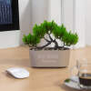 Afbeelding van Kleine Kunstplant met Pot - Bonsai - 20 x 9 cm - Kunstplanten voor Binnen - 5776 5162 459a 9894 e1aeeb4638a7