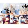 Afbeelding van 3-in-1 Interactief Kattenspeelgoed - Food Maze - Voederpuzzel - Blauw / Roze - 7497 219c 467e ad4a