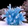 Afbeelding van Aquarium Decoratie - Ornamenten - 1 Stuk - Blauw Koraal Rif - 17x8x14cm Groot - 836a beec 41be 95cf