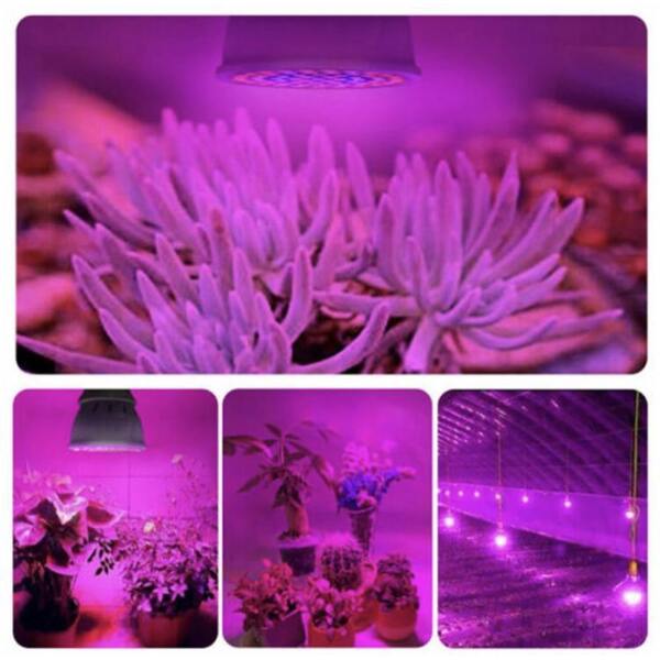 Afbeelding van LED Groei Lamp E27 met 54 leds - KWEEK LED Lamp - Voor Groei en Bloei - Groeilamp Set van 3 Stuks - fac9 6188