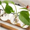 Afbeelding van Planten Vaasjes Terrarium Stekjes - Houder van hout met glas - Hydrocultuur Bolvaasjes Standaard Plantenrek -