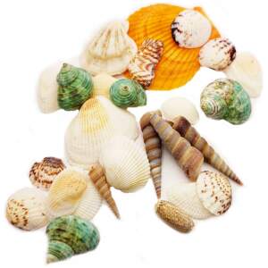 Afbeelding van Schelpen - Aquarium Decoratie - Schelpen - 150g - Schelp Decoratie Mix - Echte Schelpen - 3b73 6552 4266 93df