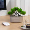 Afbeelding van Kleine Kunstplant met Pot - Bonsai - 20 x 9 cm - Kunstplanten voor Binnen - 5776 5162 459a 9894 e1aeeb4638a7