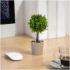 Afbeelding van Kleine Kunstplant met Pot - Boompje - Ø8 x 18 cm - Kunstplanten voor Binnen - a1e9 3b29 41a1 96c1