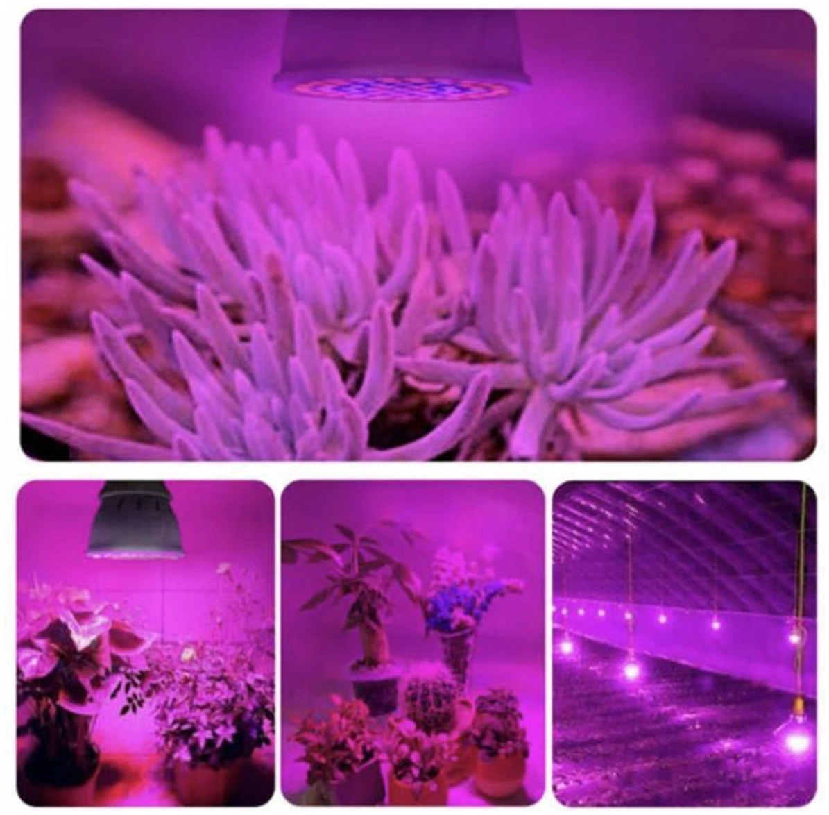 Afbeelding van LED Groei Lamp E27 met 54 leds - KWEEK LED Lamp - Voor Groei en Bloei - Groeilamp Set van 3 Stuks - fac9 6188