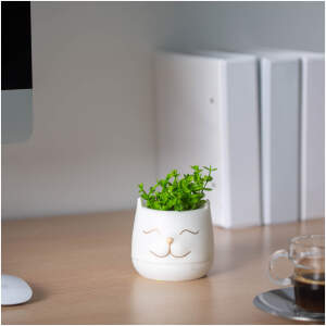 Afbeelding van Kunstplant - Woon Decoratie - kattenkop - 9 x 14 cm - 3 soorten 1 Stuks [11849] - 3a95 be8f 4807 b905