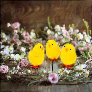Afbeelding van Paasdecoratie - kuikenset - geel - 6,7 x 5 cm - 3 stuks / verpakking 1 Stuks [CMK-7893] - 71fa 7faf 4ce3 9efa