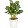 Afbeelding van Kunstplant - Woon Decoratie - fittonia - 20 x 9 cm 1 Stuks [11890A] - 4e1d b418 48cf 8fcd 6d881fd54ef4
