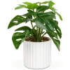 Afbeelding van Kunstplant - Woon Decoratie - philodendron - groen - 20 x 8 cm 1 Stuks [11892A] - 6b6a 4455 46ba b7ba