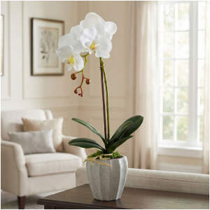Afbeelding van Kunstplantdecoratie - orchidee - 3 soorten - 45 cm 1 Stuks [11916] - 01 11916 web