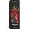 Afbeelding van Dr. Marcus Home Parfumsticks 100 ml - Oriëntaalse Spa 1 Stuks [DRM07729] - 02 DRM07729 web
